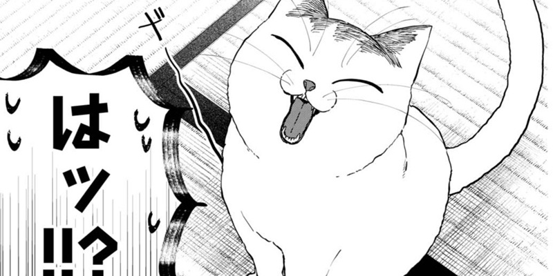 第55話 社畜とお隣さんと迷い猫